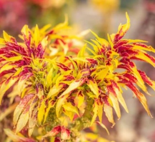 Amaranthus Tricolor Illuminations 